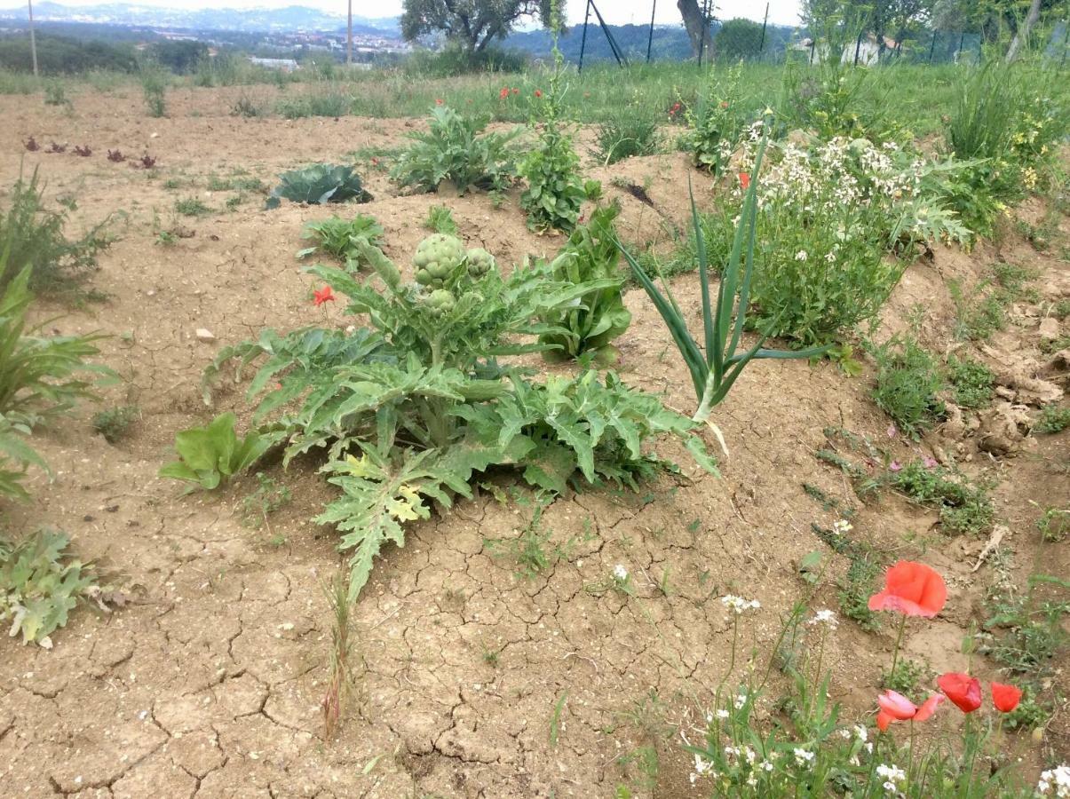 Le Terre D'Abruzzo Guest House Alanno Bagian luar foto