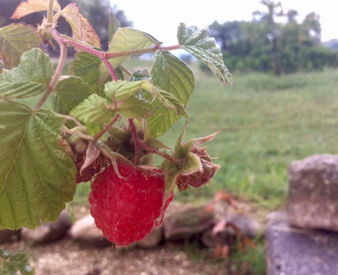 Le Terre D'Abruzzo Guest House Alanno Bagian luar foto
